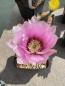 Preview: Echinocereus fasciculatus